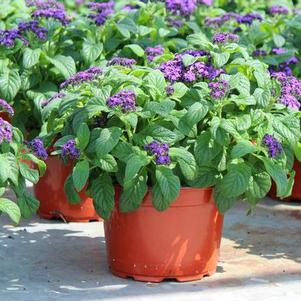 Heliotrope arborescens 'Scentropia Dark Blue'