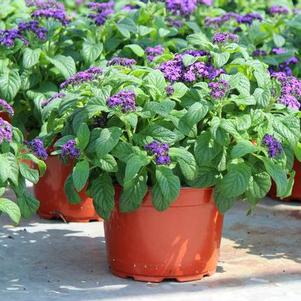 Heliotrope arborescens 'Scentropia Dark Blue'