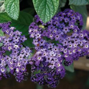 Heliotrope arborescens 'Marino Blue'