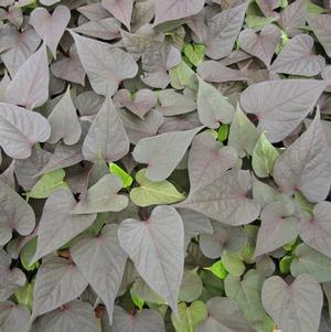 Ipomoea batatas 'Bright Ideas Cordate Black'