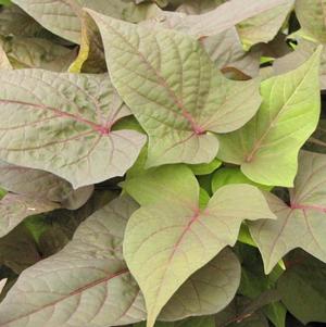 Sweet Potato Vine