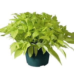 Ipomoea batatas 'Bright Ideas Lime'