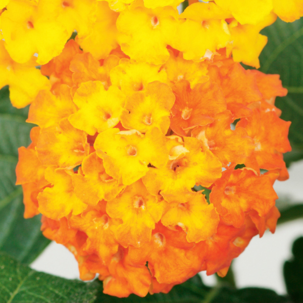 Lantana camara 'Bandito Orange Sunrise'