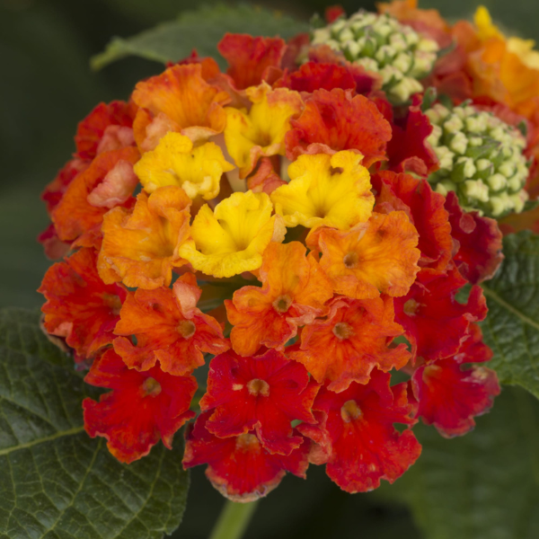 Lantana camara 'Bandito Red'