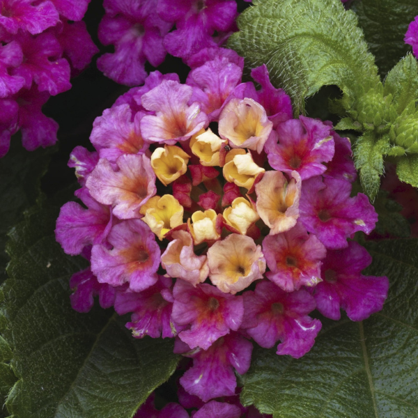 Lantana camara 'Bandito Rose'