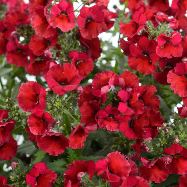 Nemesia hybrida 'Nesia Burgundy'