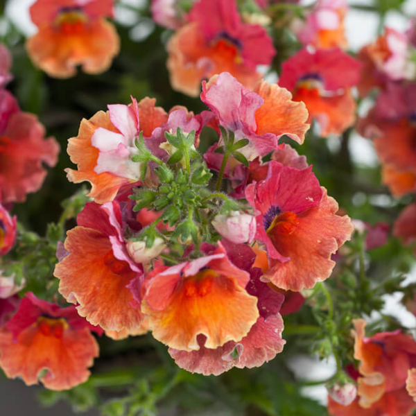 Nemesia hybrida 'Nesia Tropical'