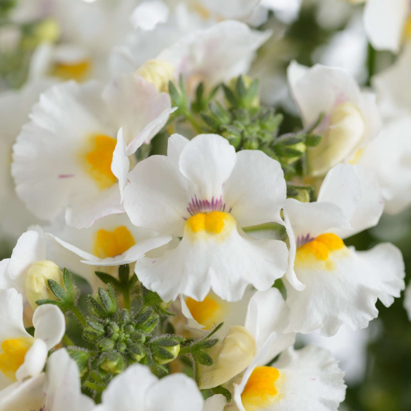 Nemesia hybrida 'Nesia Snow Angel'