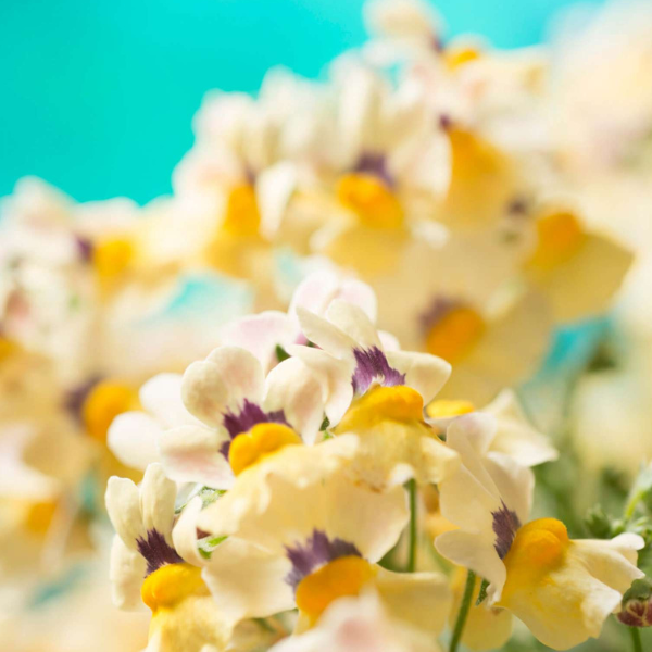 Nemesia hybrida 'Nesia Sunshine'