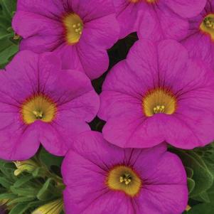 Petunia-Calibrachoa Cross