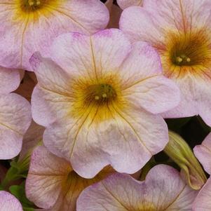 Petunia-Calibrachoa Cross