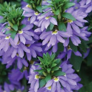 Scaevola aemula 'Fairy Blue'