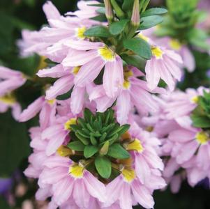 Scaevola aemula 'Fairy Pink'