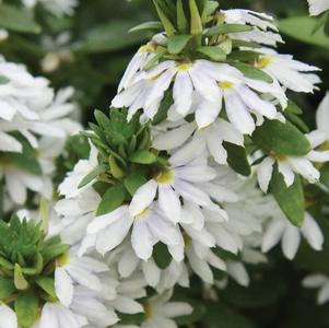 Scaevola aemula 'Fairy White'