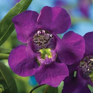 Angelonia angustifolia 'Carita Cascade Deep Purple'