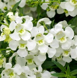 Angelonia angustifolia 'Carita Cascade White'