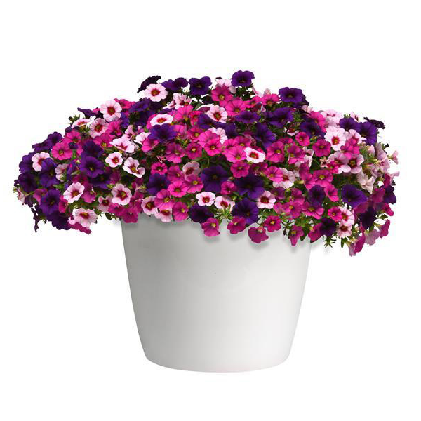 Trixi® 'Berry Daring'