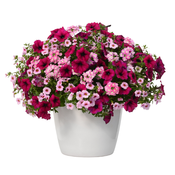 Trixi® 'Cherry Kiss'