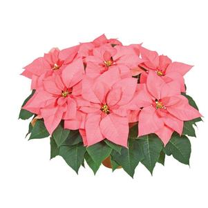 Poinsettia euphorbia pulcherrima 'Mars Pink'