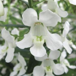 Angelonia angustifolia 'Carita White'