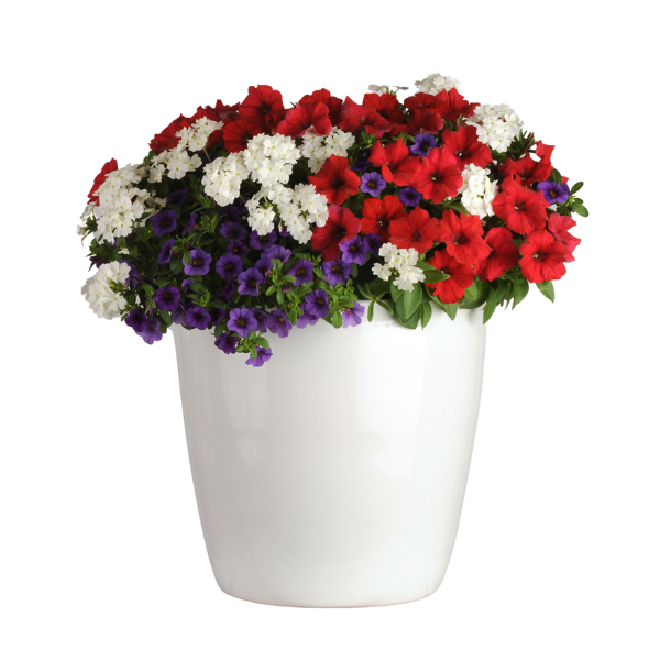 Trixi® 'Liberty Bell'