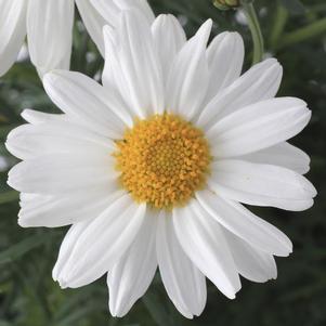 Argyranthemum frutescens 'Sassy White'