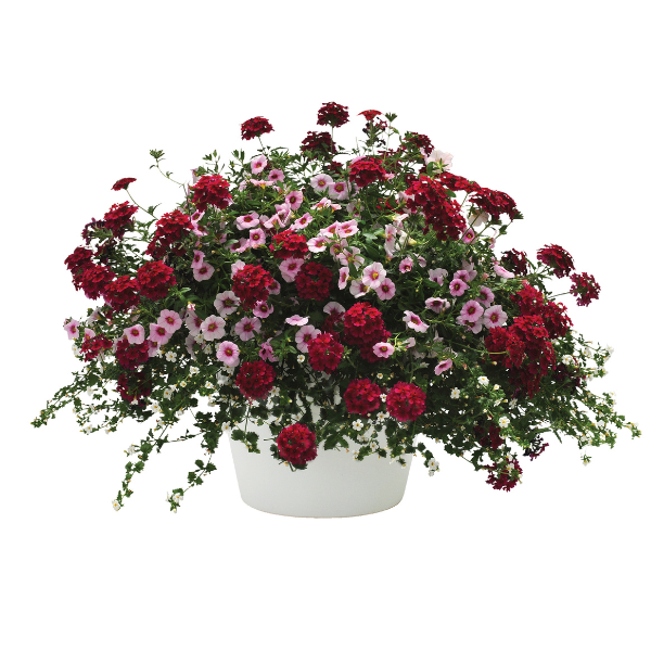 Trixi® 'Strawberry Shortcake'