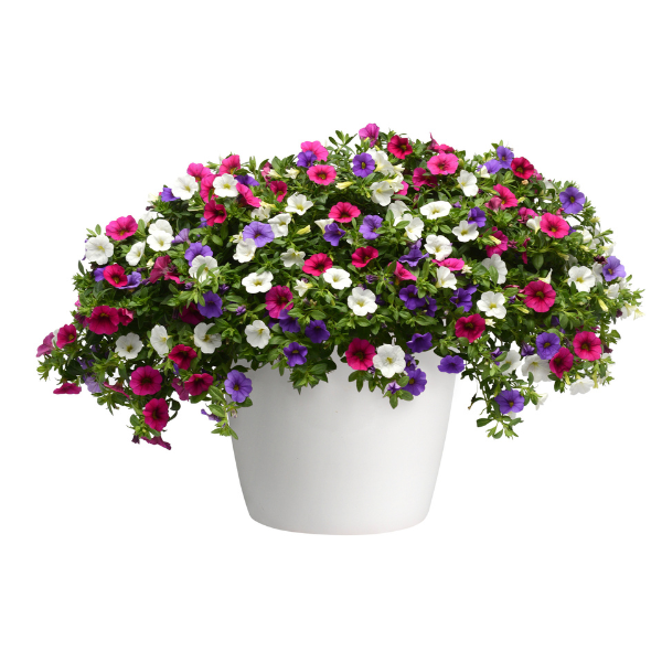 Trixi® 'Wild Berry'