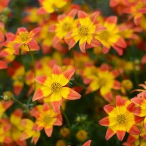 Bidens ferulifolia 'Beedance Painted Red'