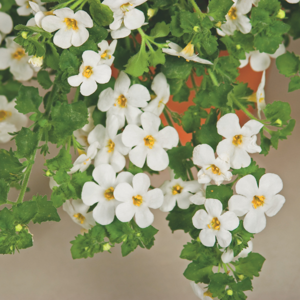 Bacopa sutera cordata 'Calypso Jumbo White'