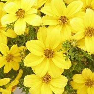 Bidens ferulifolia 'Mexican Gold'