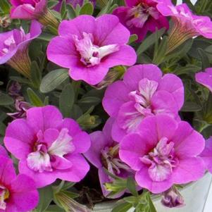 Calibrachoa hybrida 'Minifamous Uno Double Close Up'