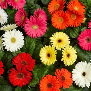 Gerbera jamesonii 'Bengal Mix'