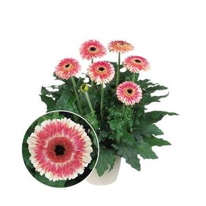 Gerbera jamesonii 'Patio Karoo'