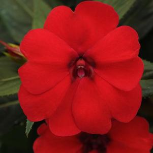 Impatiens interspecific 'Big Bounce Red'