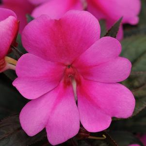 Impatiens interspecific 'Big Bounce Lavender'