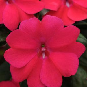 Impatiens interspecific 'Big Bounce Cherry'