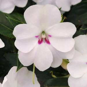 Impatiens interspecific 'Bounce White'