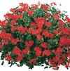 Geranium Ivy pelargonium peltatum 'Cascade Bright'