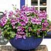 Geranium Ivy pelargonium peltatum 'Blizzard Blue'