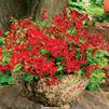 Geranium Ivy pelargonium peltatum 'Blizzard Dark Red'