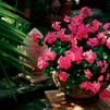 Geranium Ivy pelargonium peltatum 'Blizzard Pink'