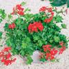 Geranium Ivy pelargonium peltatum 'Blizzard Red'