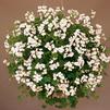Geranium Ivy pelargonium peltatum 'Blizzard White'