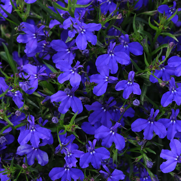 Lobelia erinus 'Magadi Basket Dark Blue'