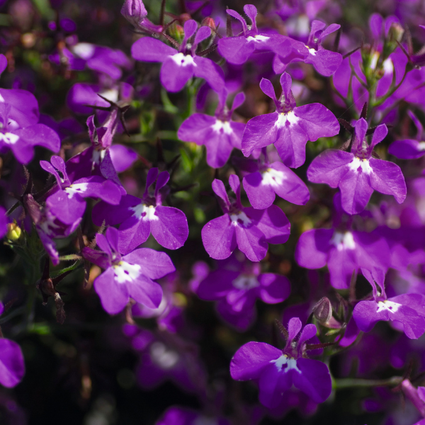 Lobelia erinus 'Magadi Basket Dark Purple'