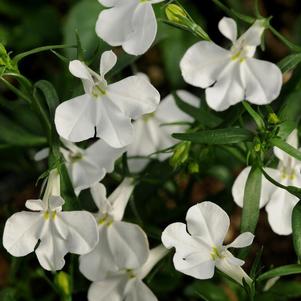 Lobelia erinus 'Magadi Basket White'