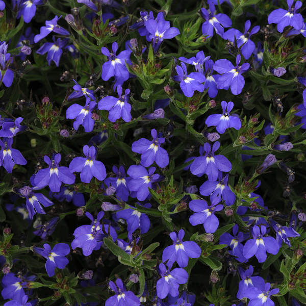 Lobelia erinus 'Magadi Compact Blue'