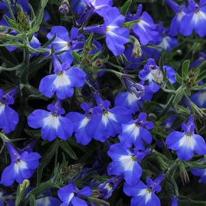 Lobelia erinus 'Magadi Compact Blue with Eye'