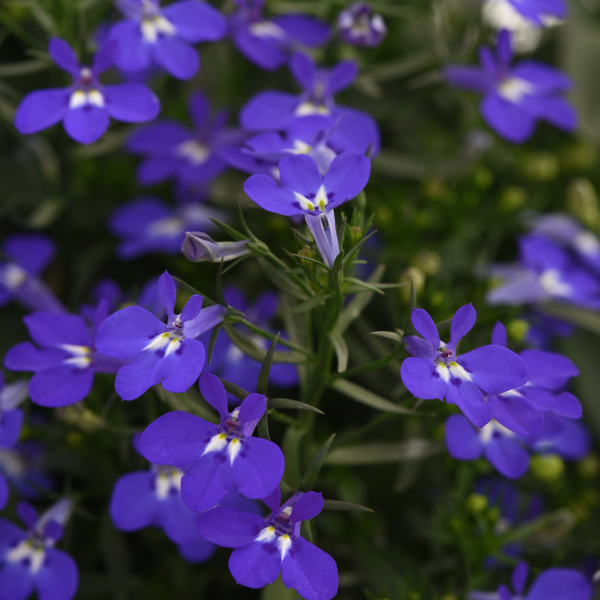 Lobelia erinus 'Magadi Compact Dark Blue'